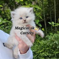 Cuccioli gatto siberiano PEDIGREE ALLEVAMENTO Wcf
