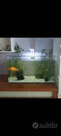 Acquario in vetro completo 