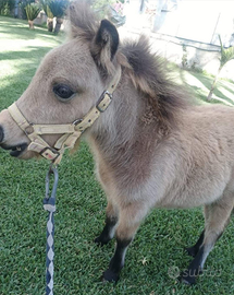 Pony falabella