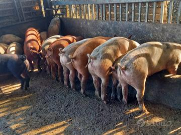 Maiali duroc x danese