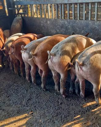 Maiali duroc x danese