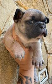 Cucciola struttura top bulldog francese