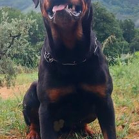 Disponibili cuccioli Rottweiler