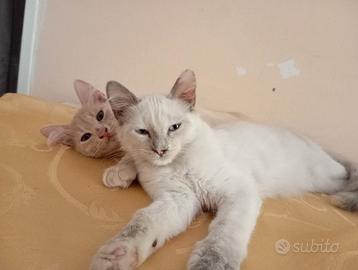 Gattini