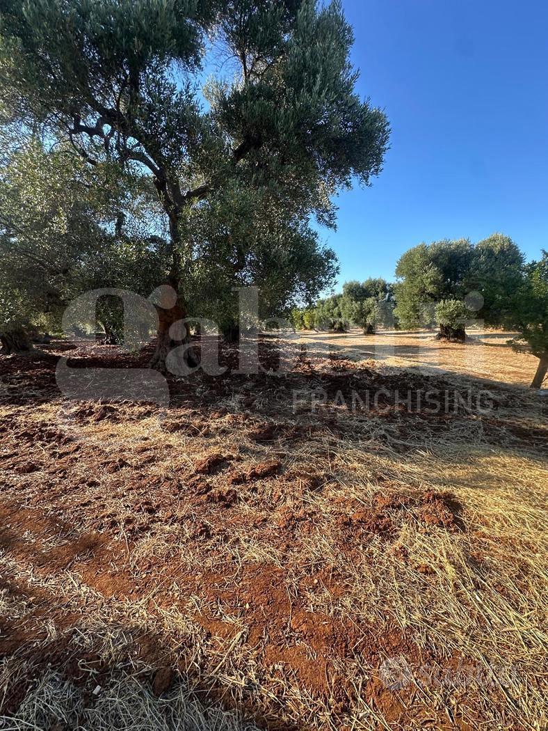 Terreno Agricolo Ostuni [Cod. rif 3331447VCG] - Vista 4