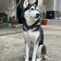 Siberian Husky per monta