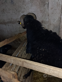 Ariete razza Massese