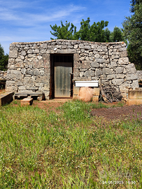 Trullo saraceno con uliveto