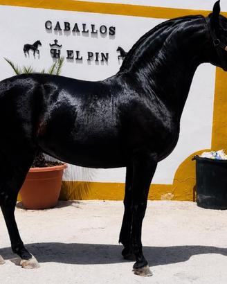 Cavallo Andaluso