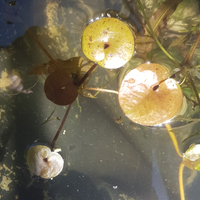 Hydrocharis morsus-ranae