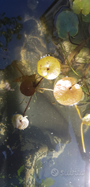 Hydrocharis morsus-ranae