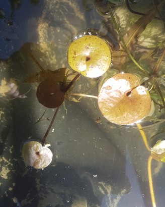 Hydrocharis morsus-ranae