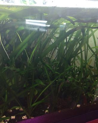 Vallisneria gigantea pianta acquario 