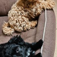 Splendi cuccioli femmine di Maltipoo