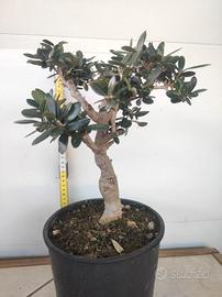 Ulivo prebonsai U24