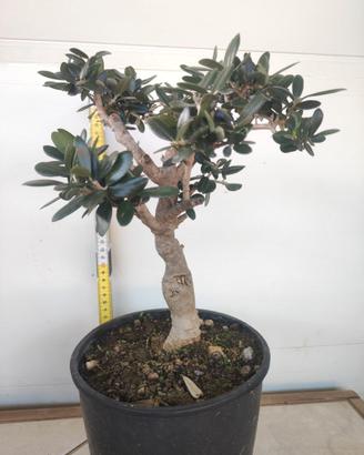 Ulivo prebonsai U24