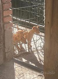 Vendesi cuccioli di Cirneco dell'Etna