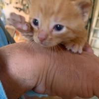 Gattino Rosso di 4,5 mesi