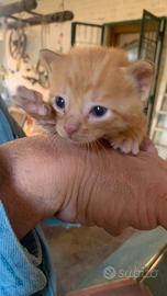 Gattino Rosso di 4,5 mesi