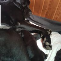 Cuccioli cane corso