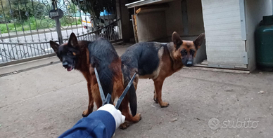 Pastore tedesco alta genetica