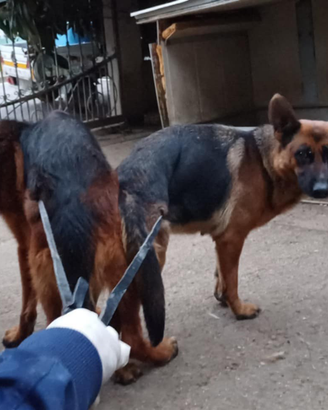 Pastore tedesco alta genetica