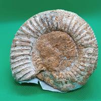 Ammonite