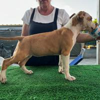 AMSTAFF Cuccioli Allevamento ENCI-FCI