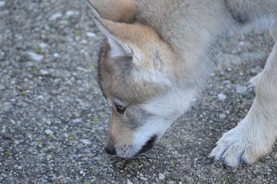 Cucciola cane lupo cecoslovacco