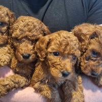 Barboncina toy fulva