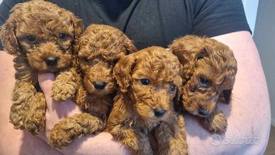 Barboncina toy fulva