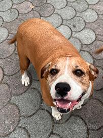 Cane di taglia medio grande per guardia