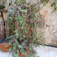 splendido esemplare di portulacaria Afra 