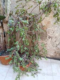 splendido esemplare di portulacaria Afra 