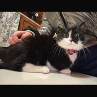 Gatta sterilizzata