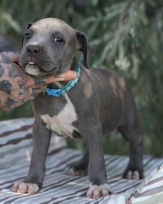 Cuccioli Pit Bull Blue Nose anche a rate