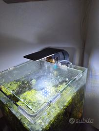 acquario nano 25 lt con accessori 