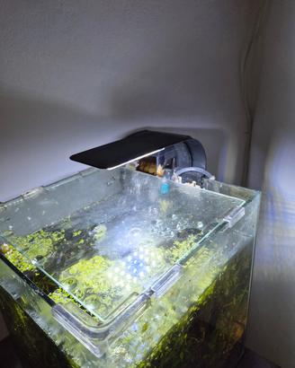 acquario nano 25 lt con accessori 