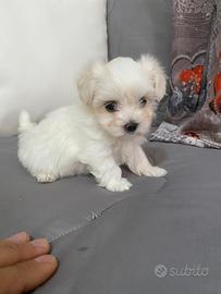 Maltese