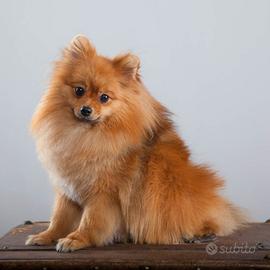 Spitz della Pomerania