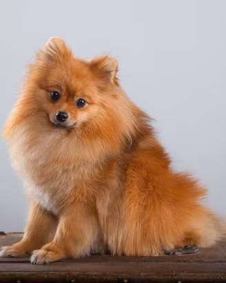 Spitz della Pomerania