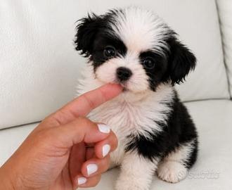Maltipoo mini coreano