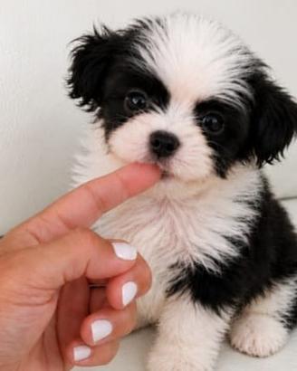 Maltipoo mini coreano