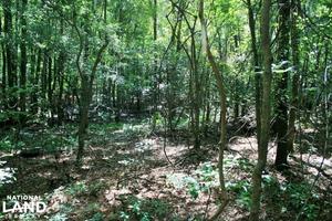 1 Terreno AGRICOLO e 1 Terreno BOSCHIVO