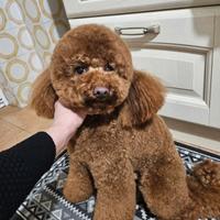 Barboncino 32 cm per monta