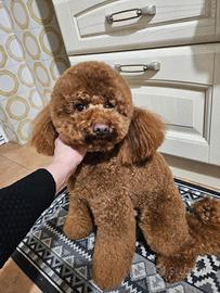 Barboncino 32 cm per monta