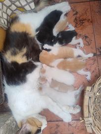 Regalarsi gattini dolcissimi