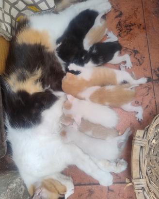 Regalarsi gattini dolcissimi