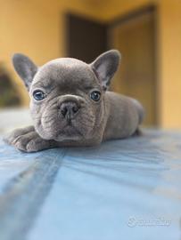 Bulldog francese