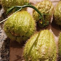 Zucchine chayote spinose